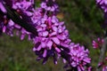 Chinese redbud ( Cercis chinensis ) flowers. Fabaceae deciduous tree. Royalty Free Stock Photo