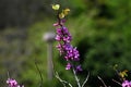 Chinese redbud ( Cercis chinensis ) flowers. Fabaceae deciduous tree. Royalty Free Stock Photo