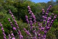 Chinese redbud ( Cercis chinensis ) flowers. Fabaceae deciduous tree. Royalty Free Stock Photo