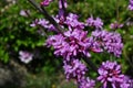 Chinese redbud ( Cercis chinensis ) flowers. Fabaceae deciduous tree. Royalty Free Stock Photo