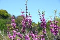 Chinese redbud ( Cercis chinensis ) flowers. Fabaceae deciduous tree. Royalty Free Stock Photo