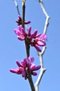 Chinese redbud ( Cercis chinensis ) flowers. Fabaceae deciduous tree. Royalty Free Stock Photo