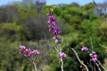 Chinese redbud ( Cercis chinensis ) flowers. Fabaceae deciduous tree. Royalty Free Stock Photo