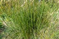 Chinese reed - sweet grass family