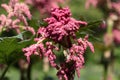 Chinese rhubarb (Rheum palmatum) Royalty Free Stock Photo