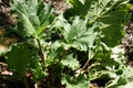 Chinese rhubarb, Tibetan rhubarb, Rheum officinate Royalty Free Stock Photo