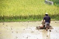 Chinese Rice Farming Royalty Free Stock Photo