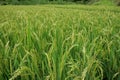 Chinese rice field Royalty Free Stock Photo