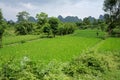 Chinese rice fields, Yangshuo, China Royalty Free Stock Photo