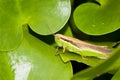 Chinese rice grasshopper Royalty Free Stock Photo