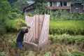 Chinese rice is traditionally harvested