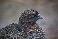 Chinese ring-necked pheasant (Phasianus colchicus torquatus). Royalty Free Stock Photo