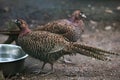 Chinese ring-necked pheasant (Phasianus colchicus torquatus). Royalty Free Stock Photo