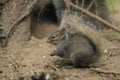 Chinese rock squirrel Royalty Free Stock Photo