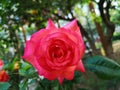 Chinese rose is blossoming in spring