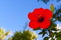 Chinese rose flower