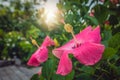 Chinese rose flower blooming in summer Royalty Free Stock Photo