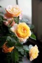 Chinese rose flowers in the greenhouse..