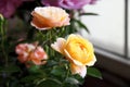 Chinese rose flowers in the greenhouse..