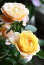 Chinese rose flowers in the greenhouse..