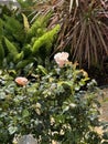 Chinese rose growing in the green plants in the park