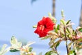 Chinese rose, hibiscus or Hibiscus Rosa-Sinensis Variegata with red flower Royalty Free Stock Photo