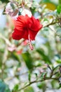 Chinese rose, hibiscus or Hibiscus Rosa-Sinensis Variegata with red flower Royalty Free Stock Photo