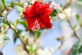 Chinese rose, hibiscus or Hibiscus Rosa-Sinensis Variegata with red flower Royalty Free Stock Photo