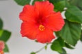 Chinese rose or Hibiscus or Hibiscus rosa sinensis or Hibisceae or Malvaceae , red hibiscus flower