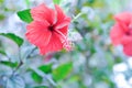 Chinese rose or Hibiscus or Hibiscus rosa sinensis or Hibisceae or Malvaceae , red hibiscus flower