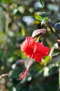 Chinese rose or Hibiscus or Hibiscus rosa sinensis or Hibisceae or Malvaceae , red hibiscus flower Royalty Free Stock Photo