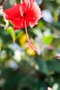 Chinese rose or Hibiscus or Hibiscus rosa sinensis or Hibisceae or Malvaceae , red hibiscus flower Royalty Free Stock Photo