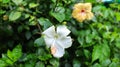 Chinese rose ( Hibiscus rosa-sinensis ) A rare white hibiscus flower.White hibiscus flower Royalty Free Stock Photo