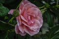 Chinese rose in the home garden with drops of rain.