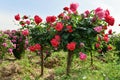 Chinese rose Royalty Free Stock Photo