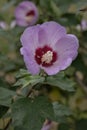 Chinese rose of Sharon Hibiscus sinosyriacus Lilac Queen, a lilac flower with dark red eye