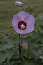 Chinese rose of Sharon Hibiscus sinosyriacus Lilac Queen, lilac flower with a dark red eye