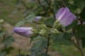 Chinese rose of Sharon Hibiscus sinosyriacus Lilac Queen, lilac flowers