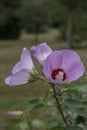 Chinese rose of Sharon Hibiscus sinosyriacus Lilac Queen, lilac flowers with a dark red eye