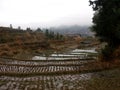 Chinese paddy field