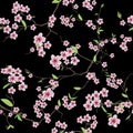 Chinese sakura black seamless vector pattern Royalty Free Stock Photo