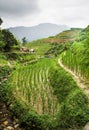 Chinese scene in the beautiful terraced rice fields in Longsheng. Tian Tou Zhai village in longji rice terrace in guangxi. China Royalty Free Stock Photo