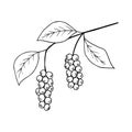 Chinese Schisandra Royalty Free Stock Photo