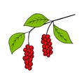 Chinese Schisandra in color Royalty Free Stock Photo