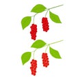 Chinese Schisandra in color, set Royalty Free Stock Photo