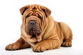 Chinese Shar Pei Dog Sitting On A White Background