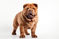 Chinese Shar Pei Dog Stands On A White Background
