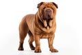 Chinese Shar Pei Dog Stands On A White Background