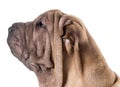 Chinese shar pei Royalty Free Stock Photo