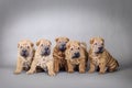 Chinese Shar pei puppies portrait Royalty Free Stock Photo